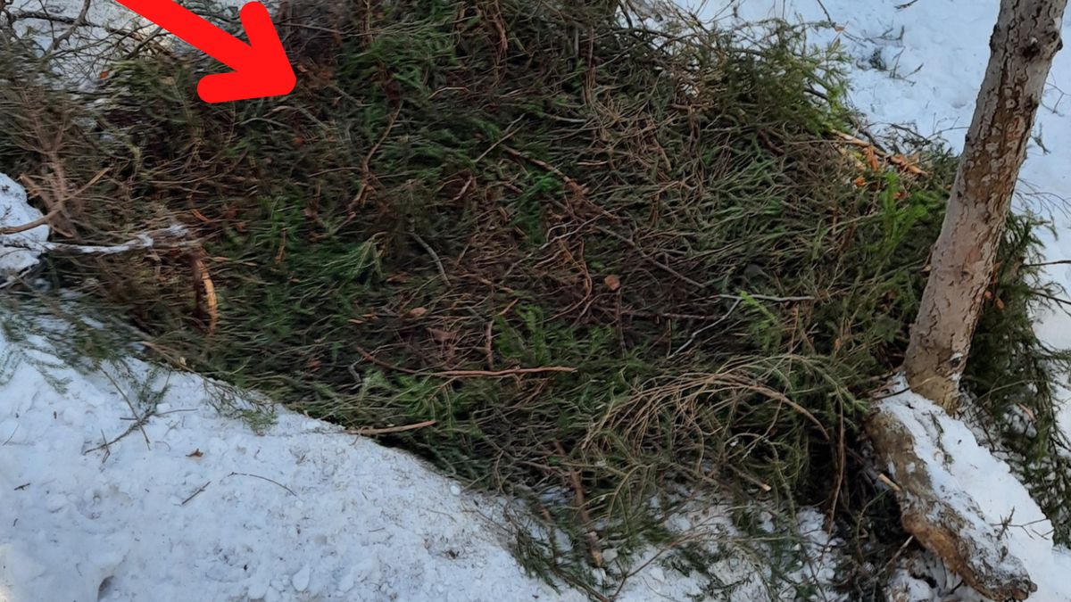 Samice dzików (lochy) budują tzw. "barłóg",