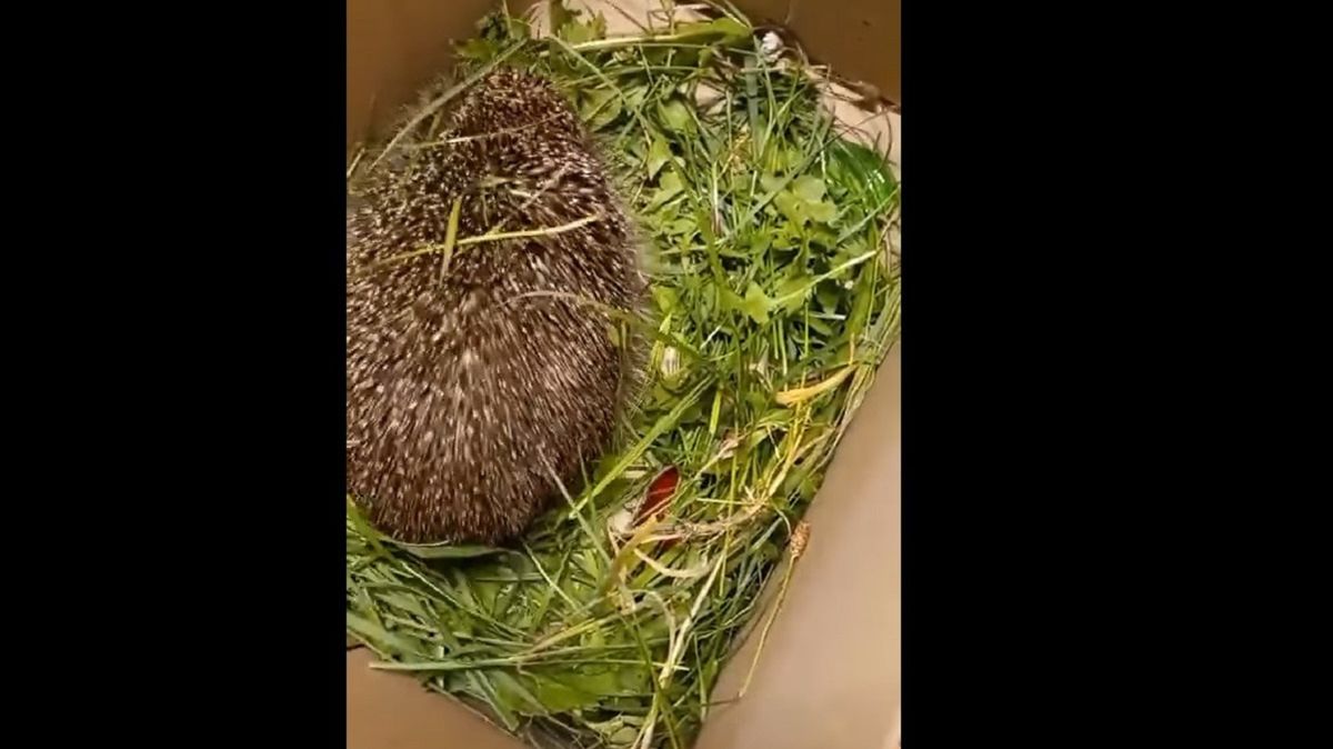 Strażnicy uratowali biednego jeża. 