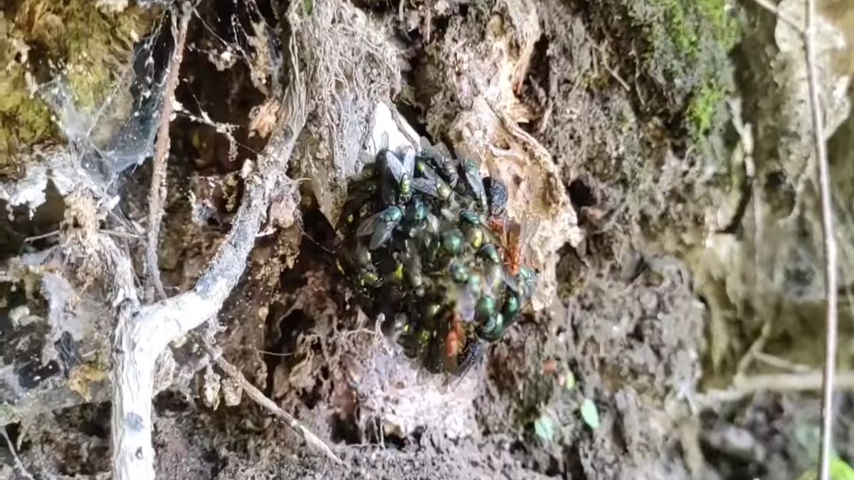 Pokazali to na filmie. Trudno wyobrazić sobie ten zapach