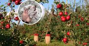Sadownicy zdruzgotani po gradobiciu. Poszli się modlić na Jasną Górę