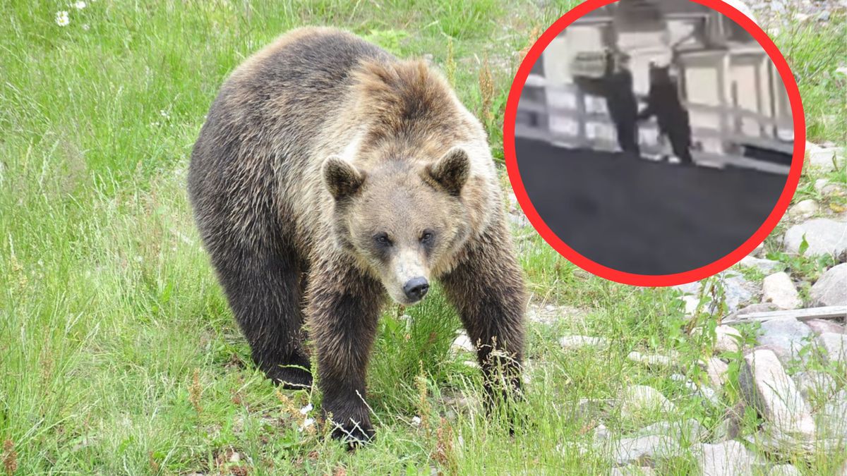 Mieszkańcy Polańczyka coraz częściej spotykają niedźwiedzie