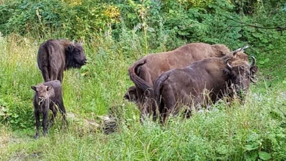 Leśnicy pokazali zdjęcie "wyrodnych tatusiów". 