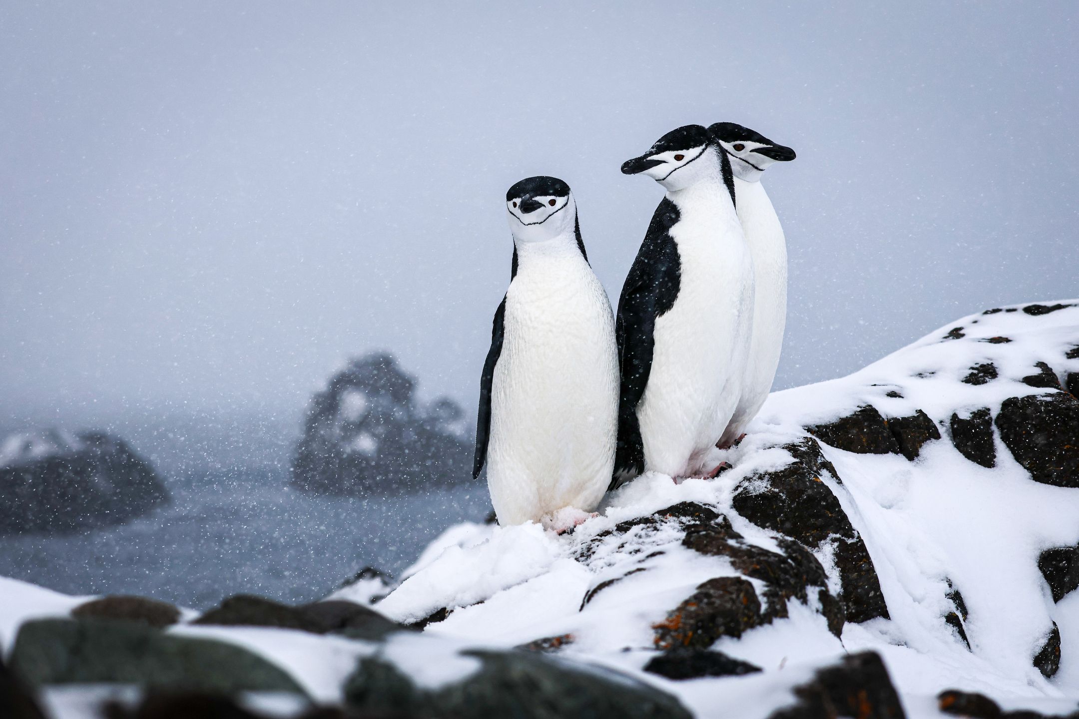 Pingwiny maskowe