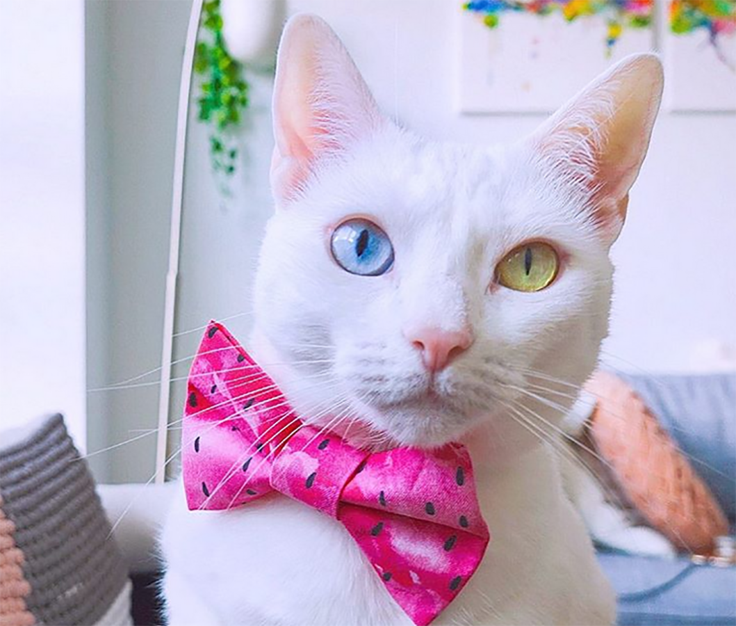 Kotka wreszcie znalazła miłość i akceptację