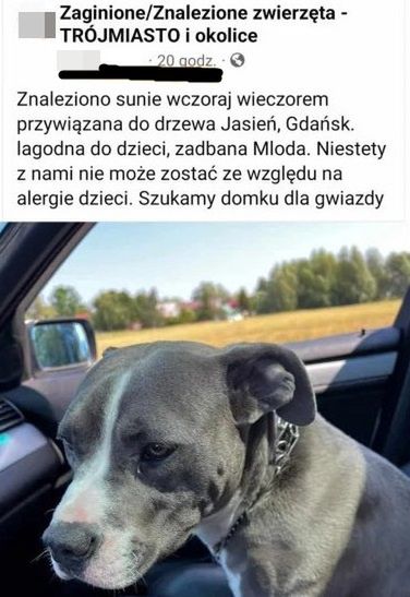 Kobieta udawała, że znalazła porzuconego psa