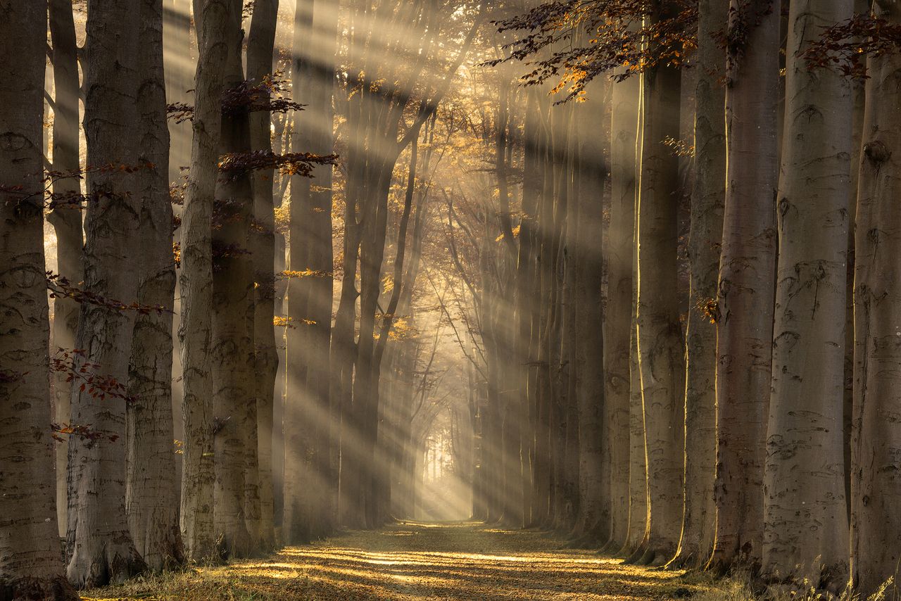 Zdjęcia te zostały wykonane w holenderskim Lochem, o różnych porach dnia i roku. Dzięki temu, fotograf wydobywa z podobnych miejsc odmienny charakter i przekazuje tym samym różne emocje.