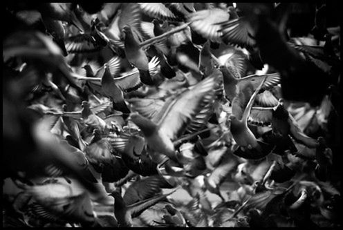Ptaki w Sarajevie, fot. Natalia Dobryszycka
