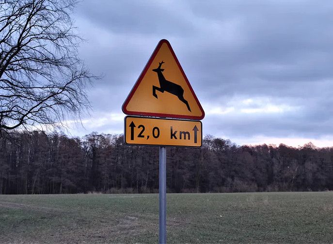W 2020 r. policja odnotowała 188 wypadków ze zwierzętami. W ich wyniku zginęło 13 osób