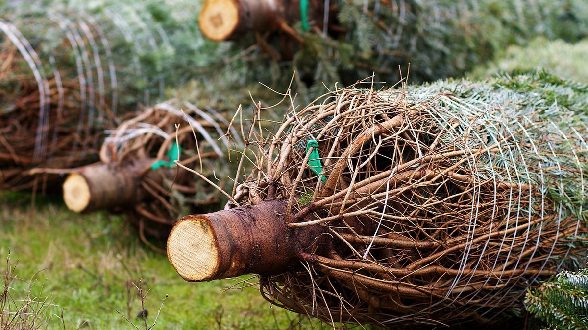 Handel choinkami z roku na rok staje się coraz trudniejszy
