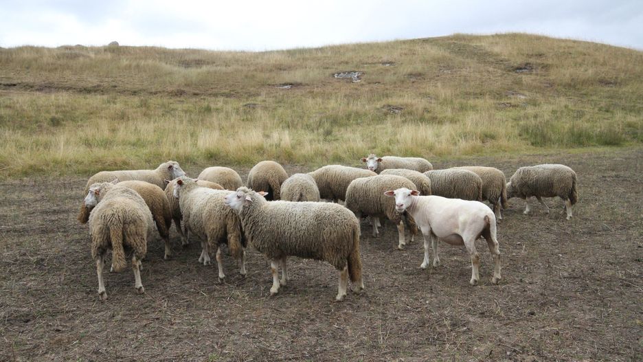 Wypas owiec w Ostoi Stawiany w Stawianach (gmina Kije) na Ponidziu w ramach unijnego projektu Life+ &#34;Ochrona cennych siedlisk przyrodniczych na Ponidziu&#34; realizowanego przez Zespol Swietokrzyskich i Nadnidzianskich Parkow Krajobrazowych w Kielcach