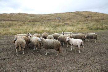Rolnikom został tydzień. Możesz wypaść z systemu zgłoszeń zwierząt