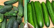 Czym różni się ogórek szklarniowy od gruntowego? Więcej niż tylko skórką