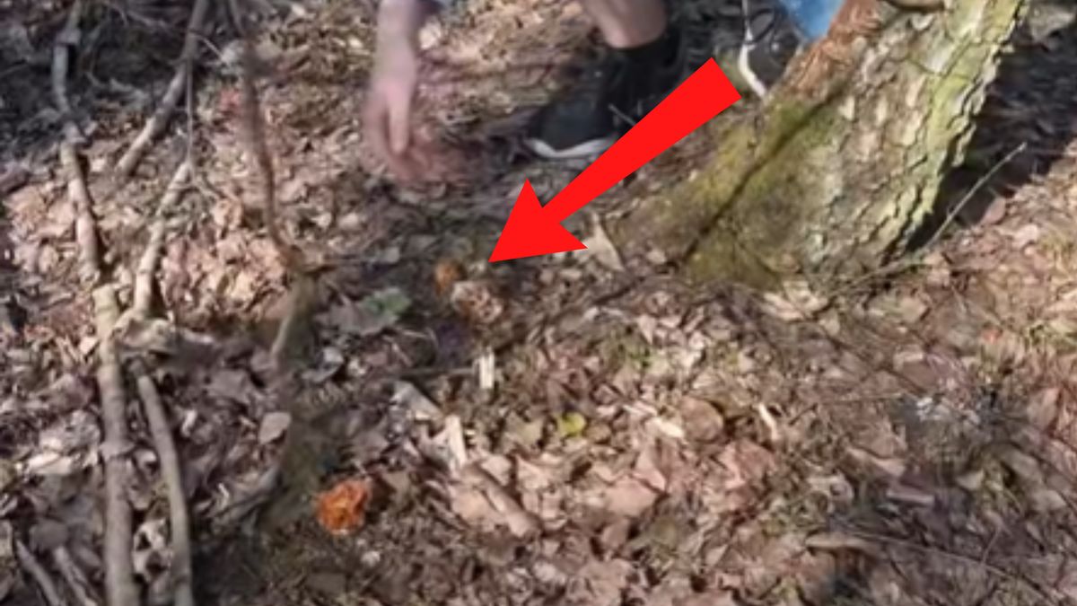 Odkrycie w lesie. Aż zaczął nagrywać.