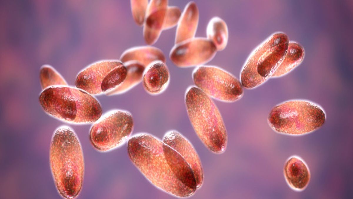 Mieszkaniec miasta Baotou zmarł na dżumę dymeniczną