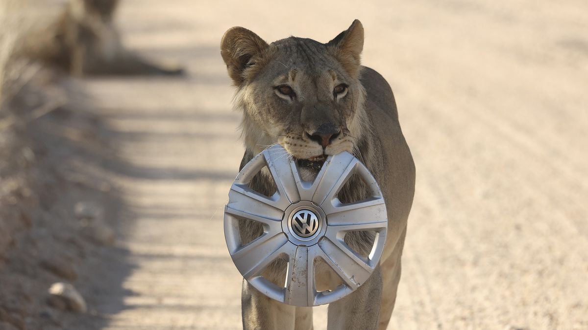Młody lew z kołpakiem VW.
