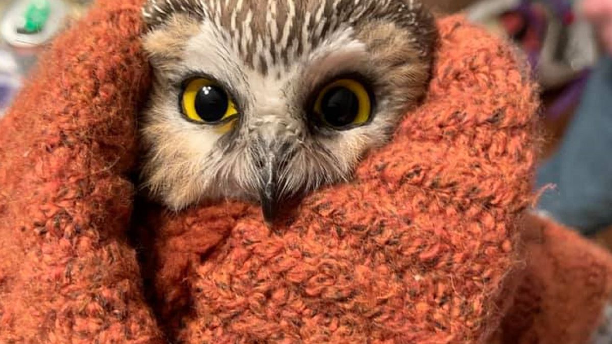 Zdjęcie dnia. Świąteczny cud w USA. Niewielka sowa znaleziona w słynnej choince 1