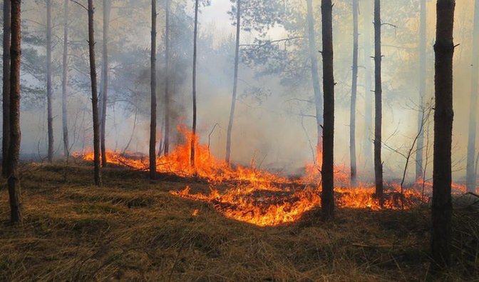  Do pożaru w lasach Nadleśnictwa Drewnica mogło dojść w wyniku nieostrożności osób wypoczywających na łonie natury lub celowego podpalenia