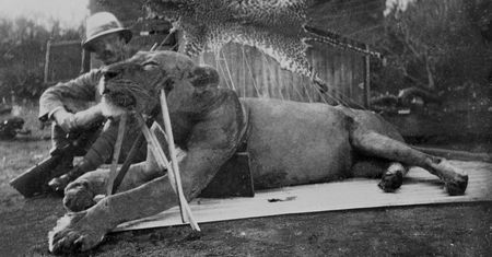 Ludojady z Tsavo. Miały zabić nawet ponad 100 bezbronnych ludzi