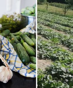 Zaraza zniszczyła ogórki w Polsce. Kosmiczne ceny. "Oszukiwanie ludzi"