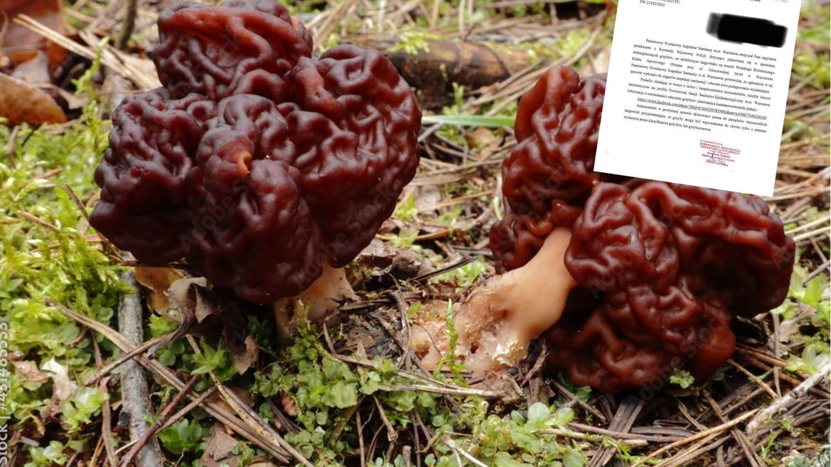 Trujące grzyby na targu w Warszawie. Jest reakcja Sanepidu