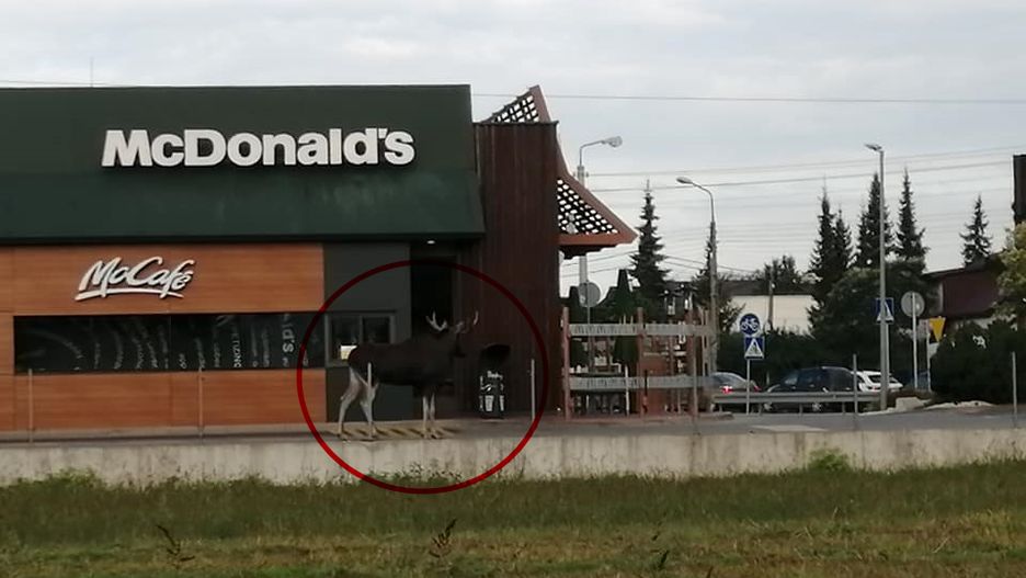Błonie. Łoś na ulicach miasta