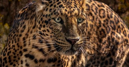Zaczepiał jaguara w zoo w USA. Zwierzę nie wytrzymało