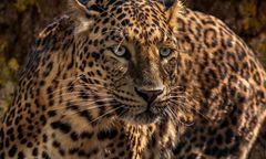 Zaczepiał jaguara w zoo w USA. Zwierzę nie wytrzymało