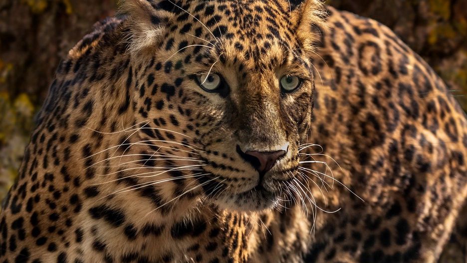 Atak jaguara w zoo w USA