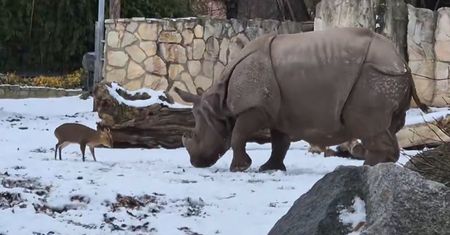 Niecodzienny pojedynek we wrocławskim zoo. To nagranie jest hitem sieci