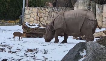 Niecodzienny pojedynek we wrocławskim zoo. To nagranie jest hitem sieci