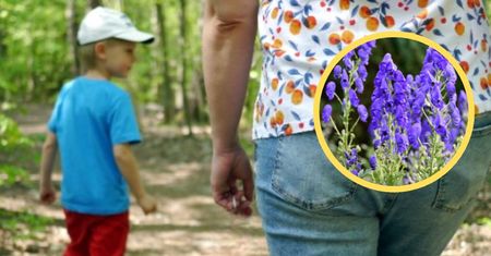 Uważaj na spacerze. Niektóre rośliny atakują nawet na odległość