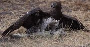 Orzeł kontra wielka jaszczurka. Świadek nagrał finał wyjątkowego starcia