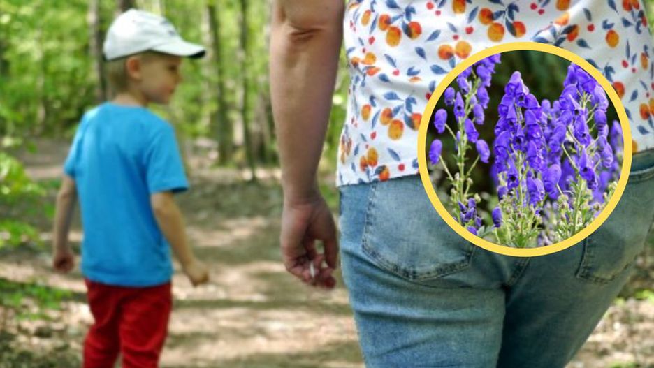 Uważaj z dzieckiem na spacerze. Niektóre rośliny trują nawet na odległość