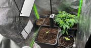Plantacja marihuany w szafie – 16-latek i jego ojciec zatrzymani przez policję
