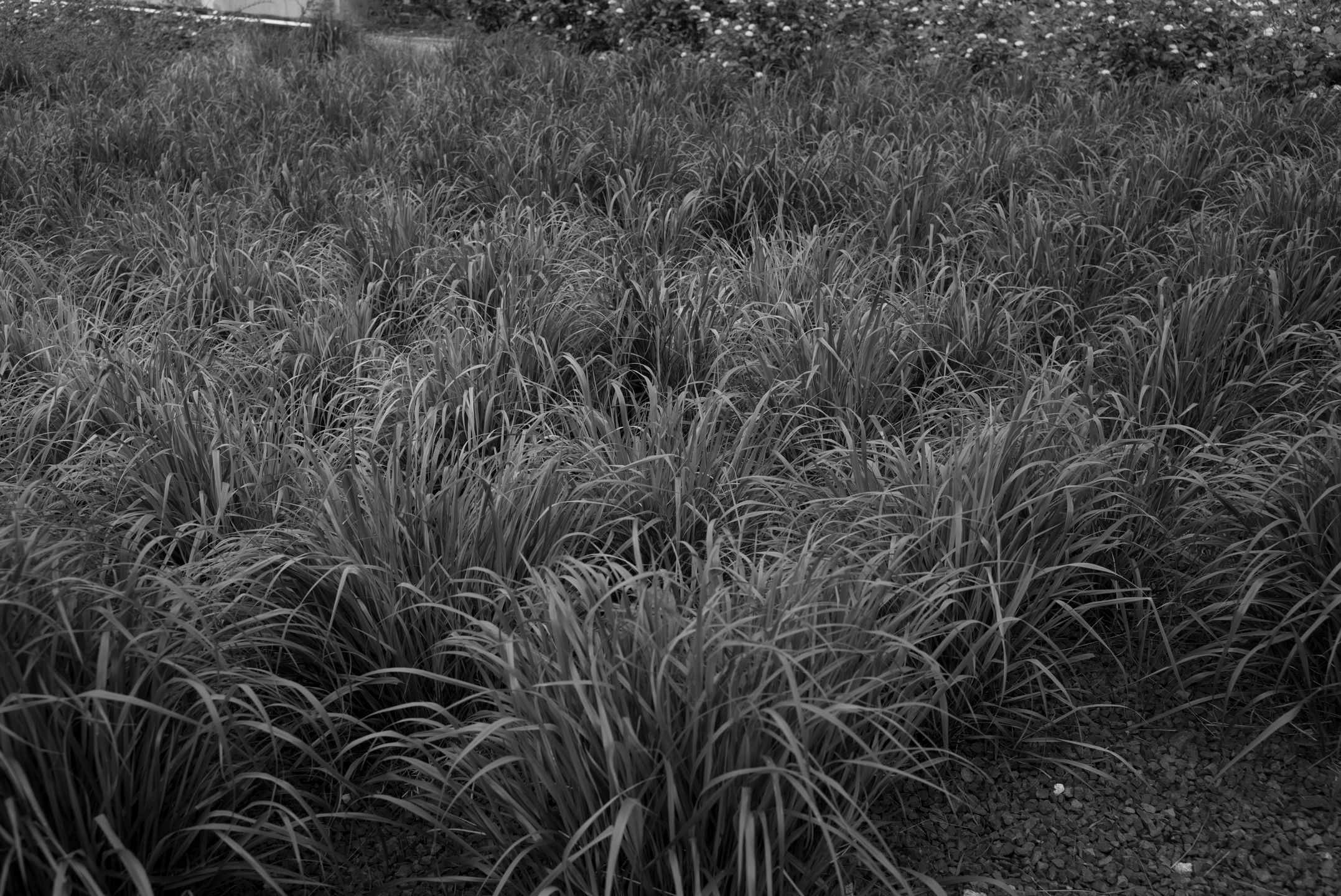 Trzydzieści pięć milimetrów najlepszej klasyki dla bezlusterkowców - Zeiss Biogon ZM 35 mm f/2 62
