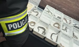 Lublin. Policja zatrzymała nielegalny handel egzotycznymi zwierzętami na targach