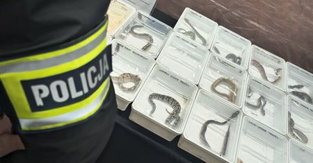 Lublin. Policja zatrzymała nielegalny handel egzotycznymi zwierzętami na targach