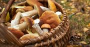 Grzybowe eldorado. Trzy województwa na liście
