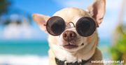 Chihuahua – historia, charakter, zdrowie i codzienne życie z najmniejszym psem świata
