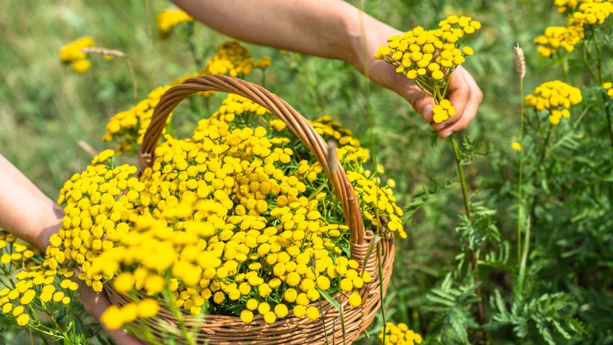 Wrotycz pospolity można zbierać już na początku lipca.