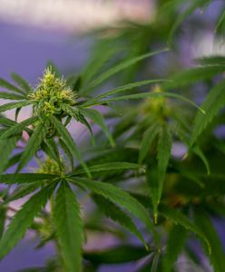 Rząd BiH podjął decyzję o legalizacji konopi. Jest jeden warunek