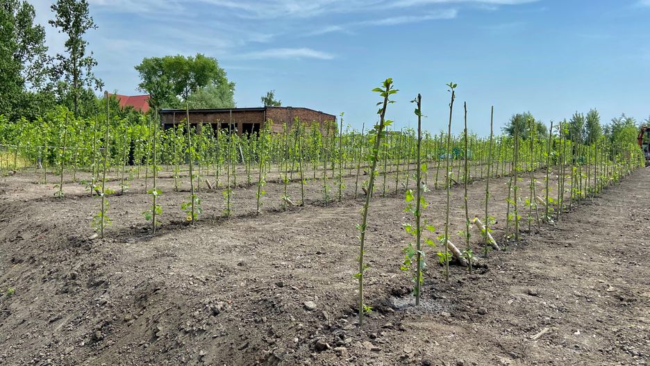 Śląskie. Zadaniem topoli hybrydowych w Chorzowie będzie neutralizacja zanieczyszczeń ukrytych w ziemi.