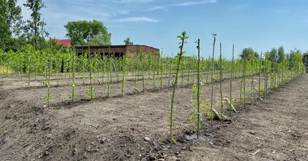 Chorzów. Nieduże drzewka, ważna rola. Zielona instalacja na budowie nowego PSZOK-u