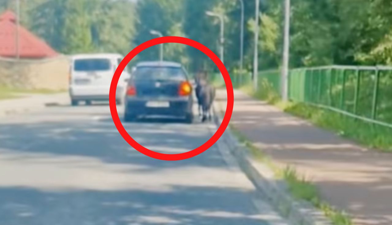 1,2 mln wyświetleń. "Normalnie brak słów". Dostał 100 zł mandatu