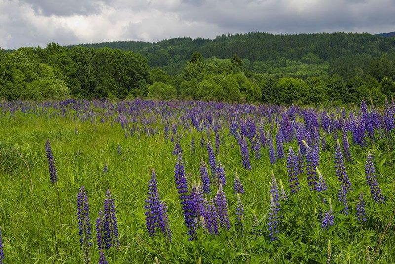 Karkonosze. Wzmożone kontrole w górskich kurortach. Nieprzestrzeganie przepisów może drogo kosztować