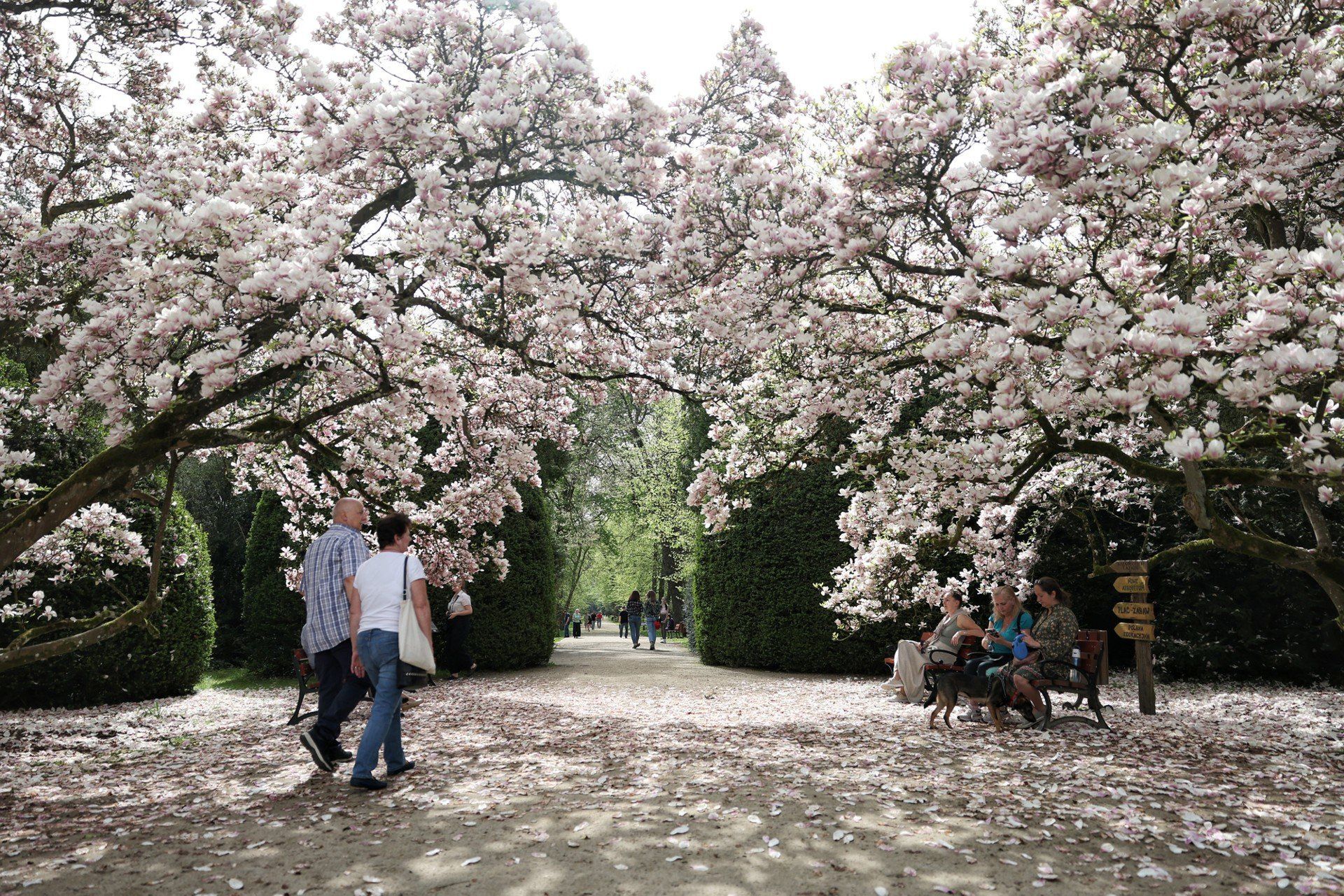 Kórnickie Arboretum wiosną zachwyca