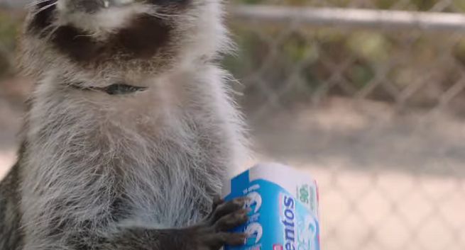 Mentos pokazuje, że szopy pracze są lepsze w recyklingu