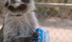 Mentos pokazuje, że szopy pracze są lepsze w recyklingu