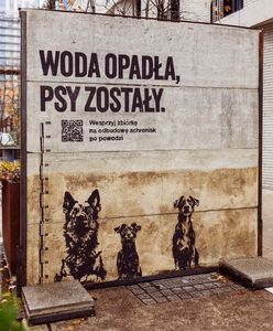 "Woda opadła, psy zostały" – rusza kampania pomocowa dla bezdomnych zwierząt