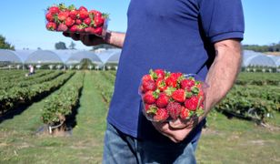 Późne truskawki już w sprzedaży. Słodkie i stosunkowo tanie